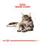10 kg Royal Canin Adult Maine Coon ração para gatos, , large Indicador imagem número 4