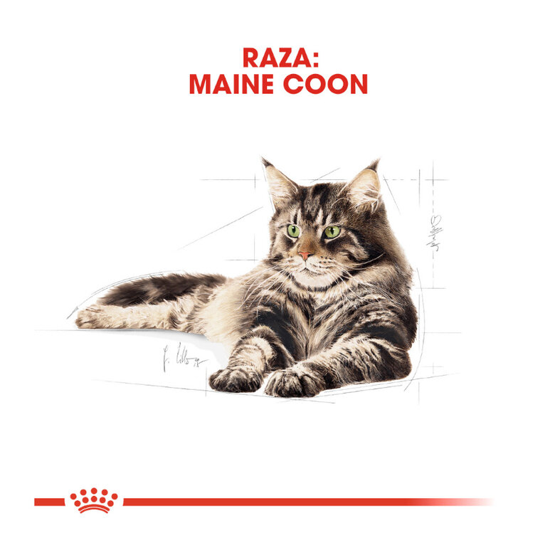 4 kg Royal Canin Adult Maine Coon ração para gatos,  Imagem número 4 4 kg Royal Canin Adult Maine Coon ração para gatos, , large Imagem número 4