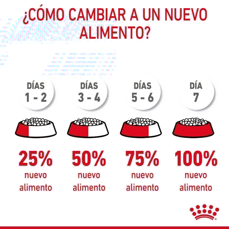 10 kg Royal Canin Intense Hairball ra&ccedil;&atilde;o para gatos, , large Imagem n&uacute;mero 10