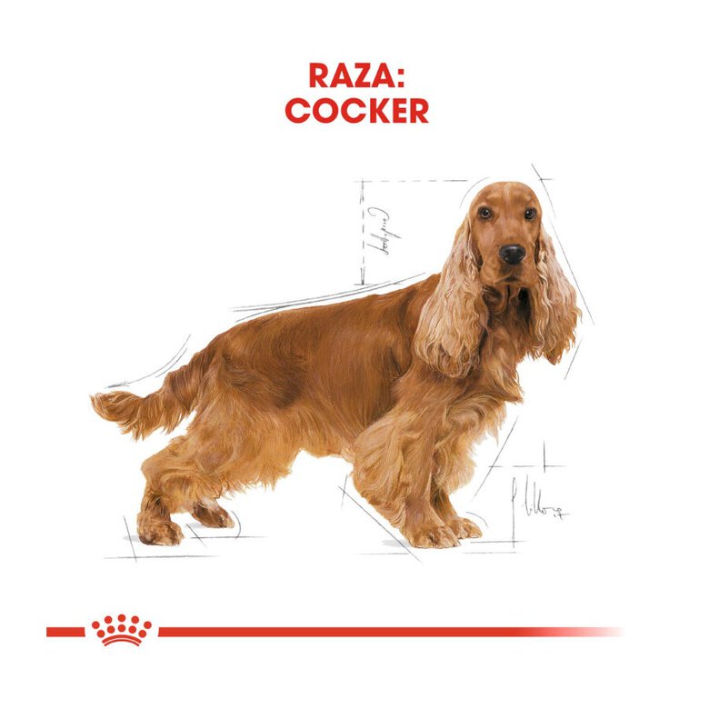 12 kg Royal Canin Adult Cocker ração para cães,  Imagem número 4 12 kg Royal Canin Adult Cocker ração para cães, , large Imagem número 4
