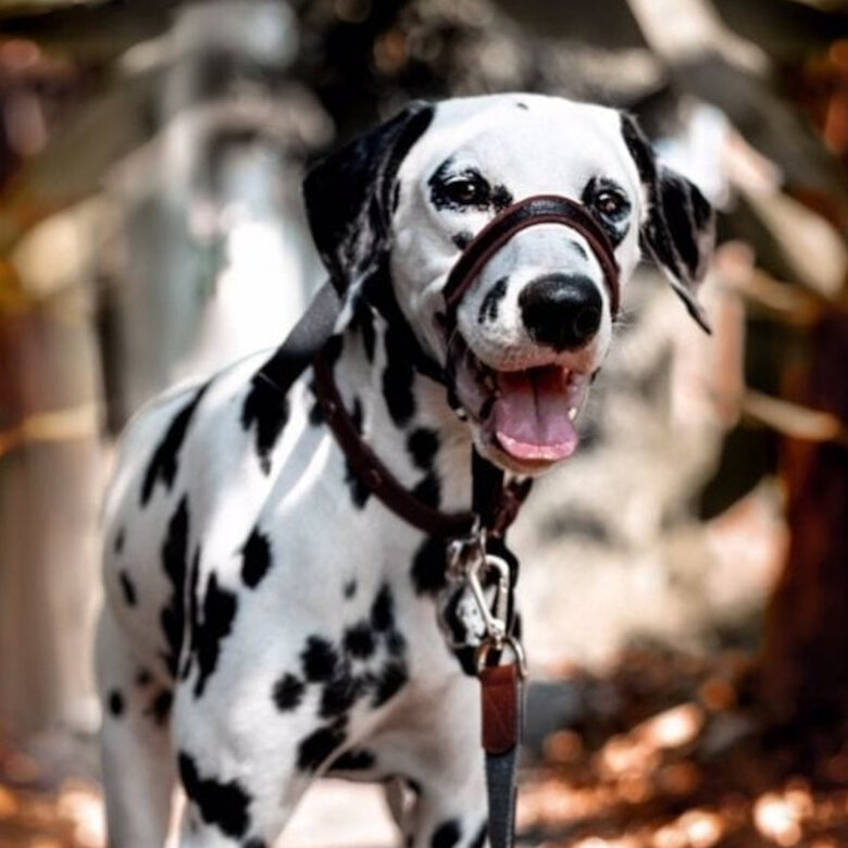 Halti Coleira Optfit anti-puxão preta para cães,  Imagem número 3 Halti Coleira Optfit anti-puxão preta para cães, , large Imagem número 3