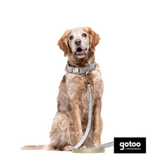Trela estampada folhas para cães