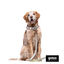Trela estampada folhas para cães, , large Indicador imagem número 3