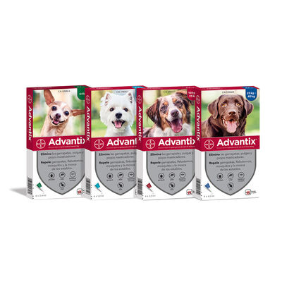 Bayer Advantix Pipetas antiparasitas para cães