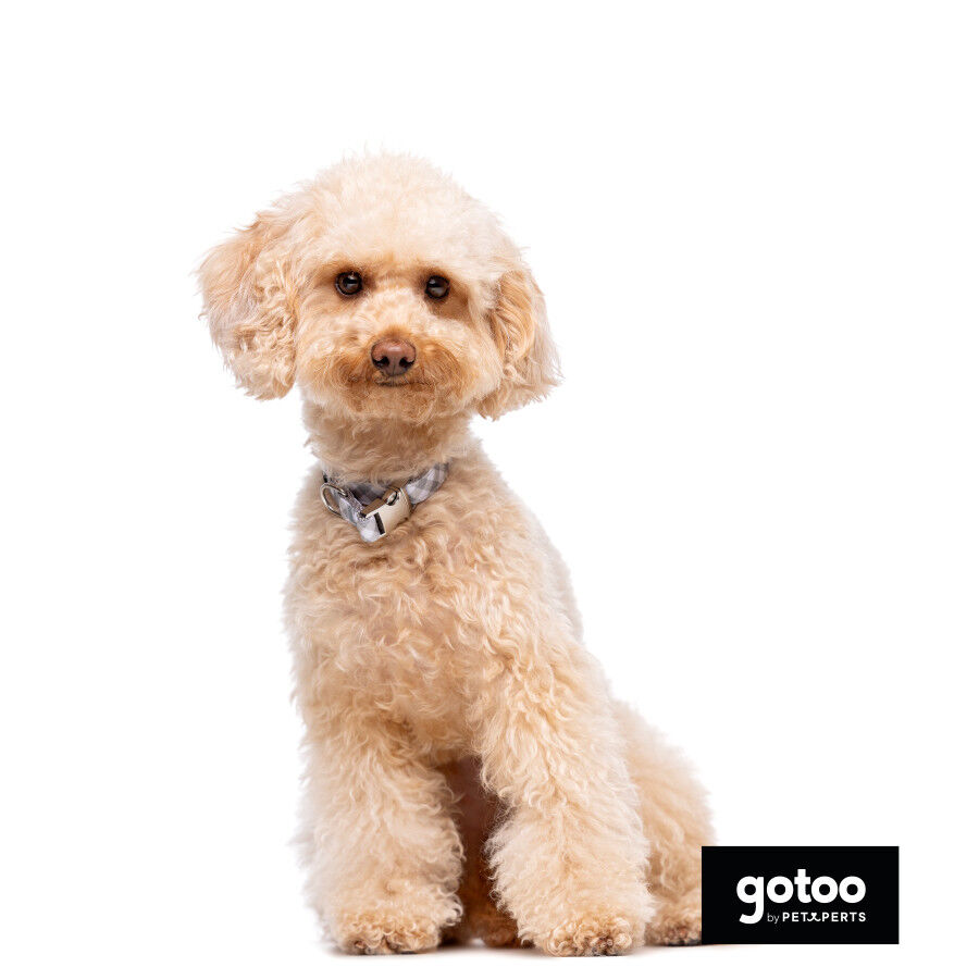 Gotoo Coleira estampada xadrez para c&atilde;es, , large Imagem n&uacute;mero 4