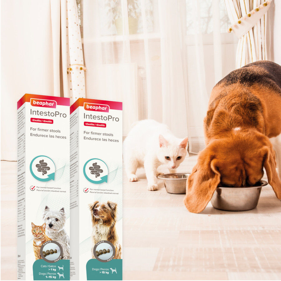 20 ml Beaphar IntestoPro Regulador intestinal em pasta para c&atilde;es e gatos, , large Imagem n&uacute;mero 2