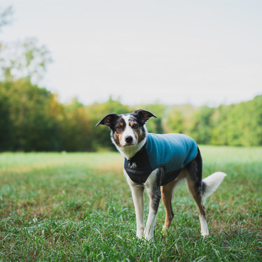 Non-stop Dogwear Trail Quest Camisola Polar Azul e Cinzento para c&atilde;es, , large Imagem n&uacute;mero 3