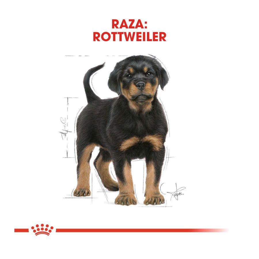 12 kg Royal Canin Puppy Rottweiler ra&ccedil;&atilde;o para c&atilde;es, , large Imagem n&uacute;mero 4