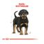 12 kg Royal Canin Puppy Rottweiler ração para cães, , large Indicador imagem número 4