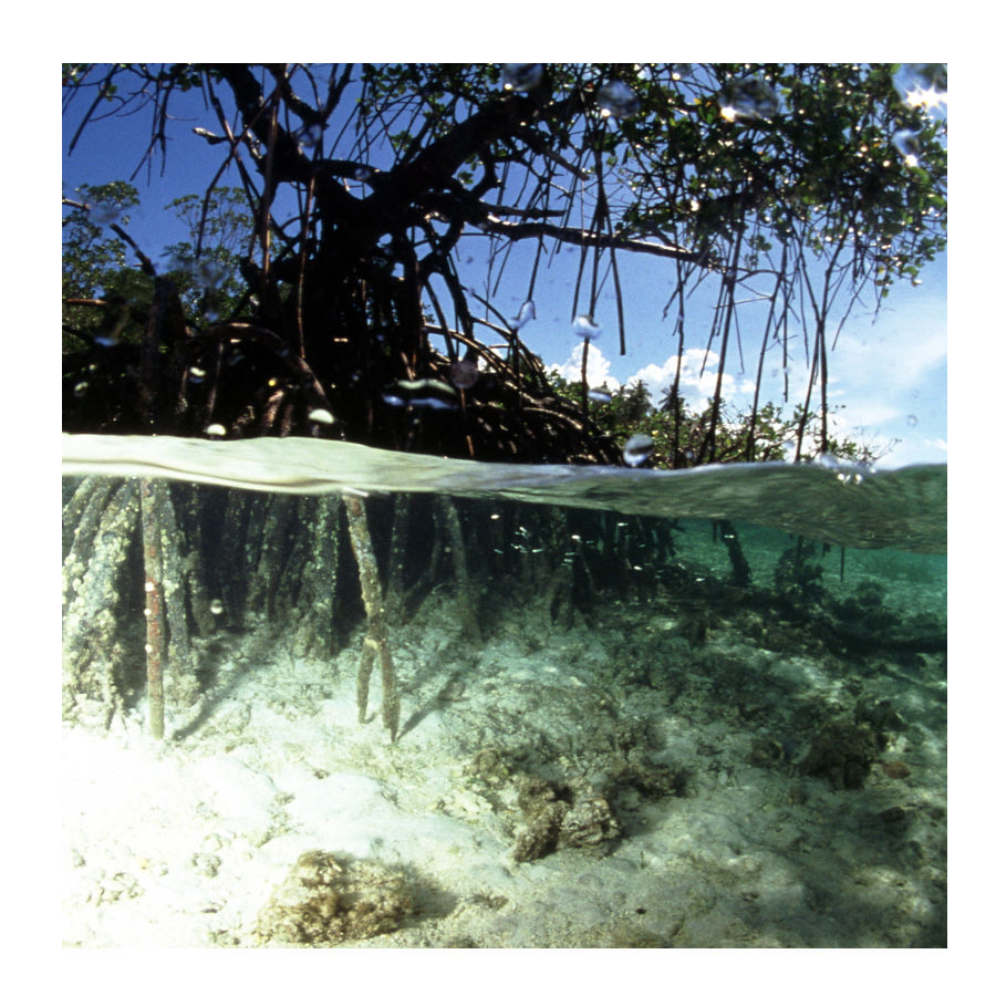 JBL Ra&iacute;z de Mangue para decora&ccedil;&atilde;o de aqu&aacute;rios, , large Imagem n&uacute;mero 4