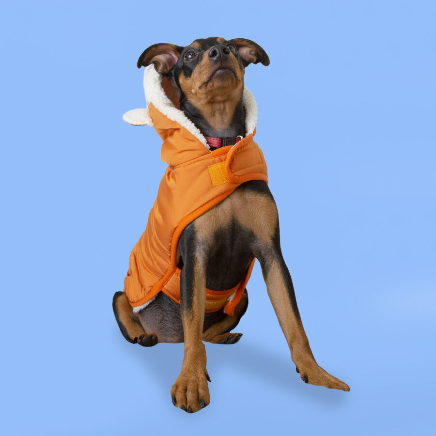 Outech Fox Casaco para c&atilde;es, , large Imagem n&uacute;mero 3