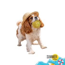 Summer Vibes Squeaker Ball Bola para c&atilde;es