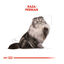 85 g Royal Canin Feline Adult Persa, , large Indicador imagem número 3