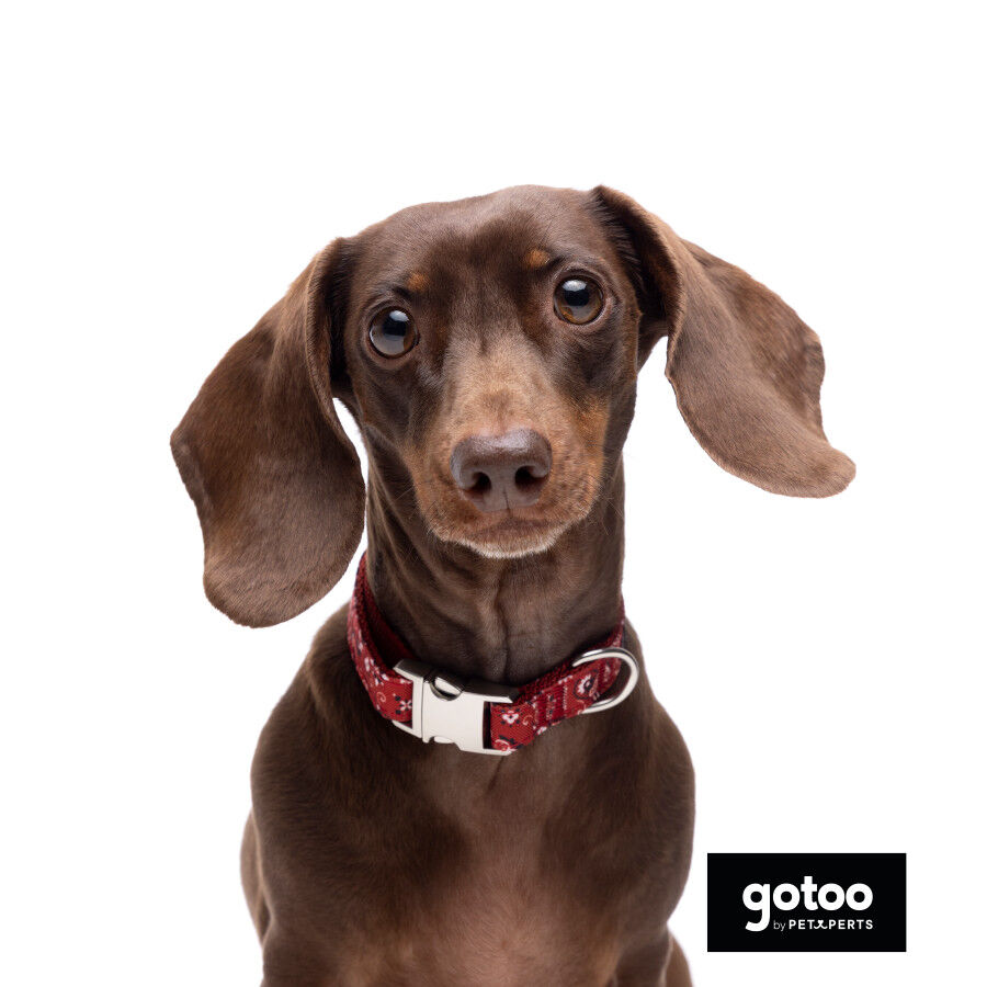 Gotoo Coleira estampada vermelha para c&atilde;es, , large Imagem n&uacute;mero 3