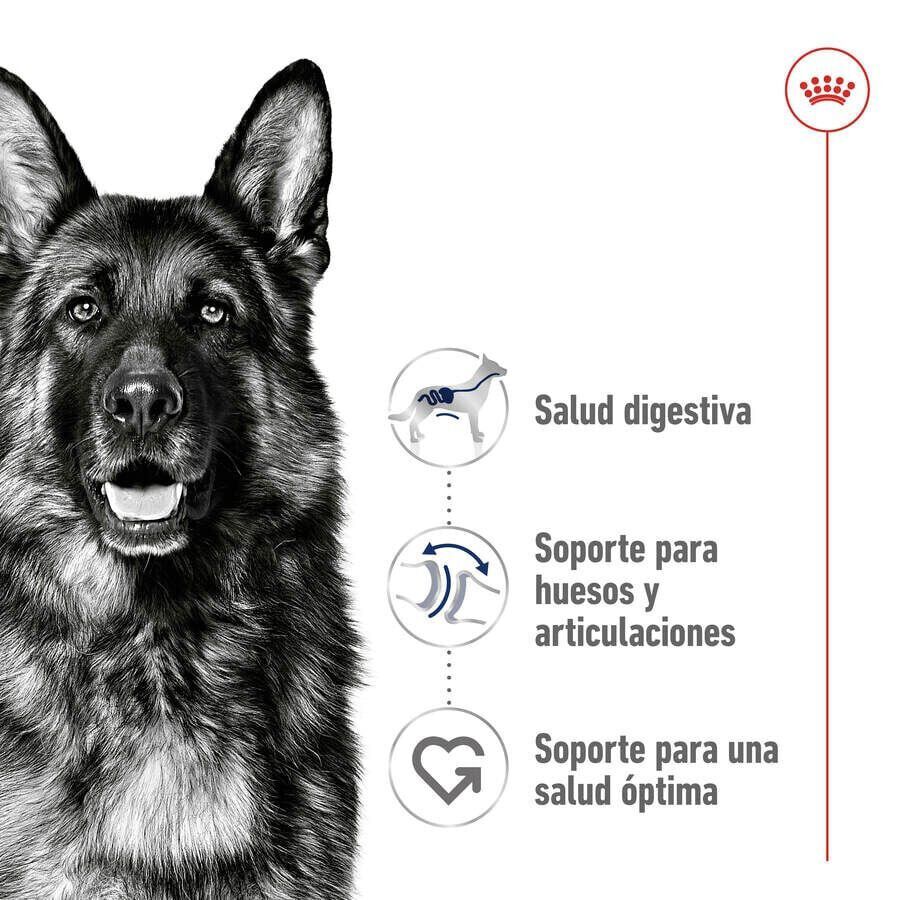 18 kg (15 + 3kg gr&aacute;tis!) Royal Canin Maxi Adult ra&ccedil;&atilde;o para c&atilde;es, , large Imagem n&uacute;mero 5