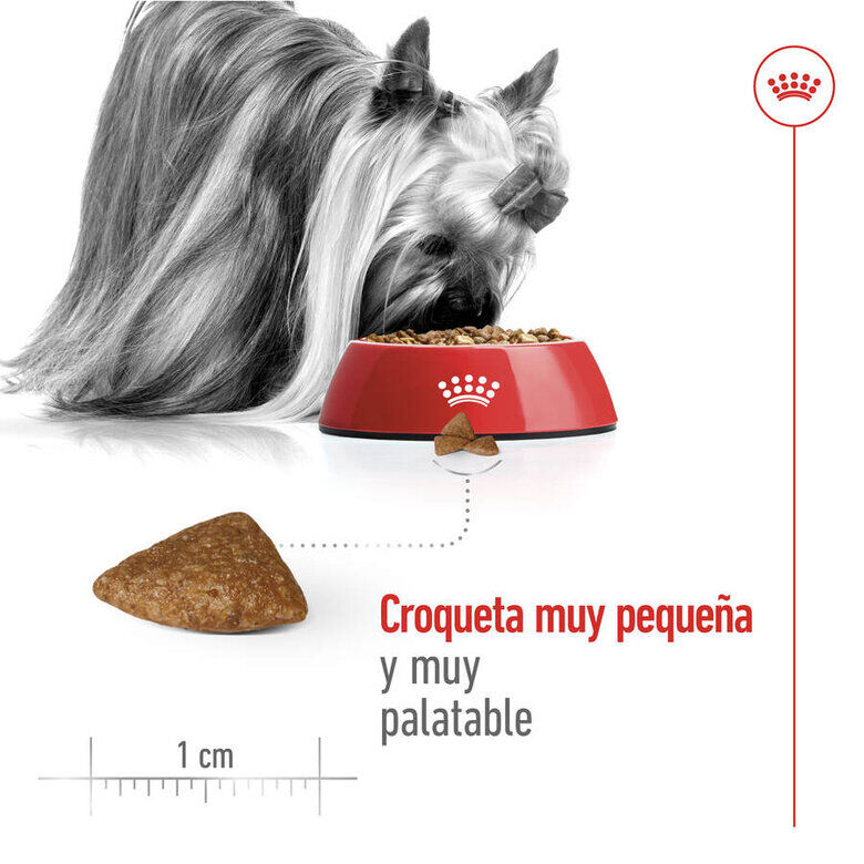 1.5 kg Royal Canin X-Small Ageing 12+ Adult ra&ccedil;&atilde;o para c&atilde;es, , large Imagem n&uacute;mero 7