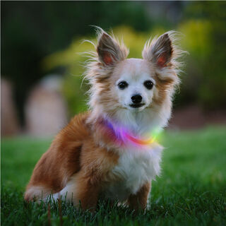 Nite Ize Nite Howl Disc-O-Select LED Mini Coleira para cães