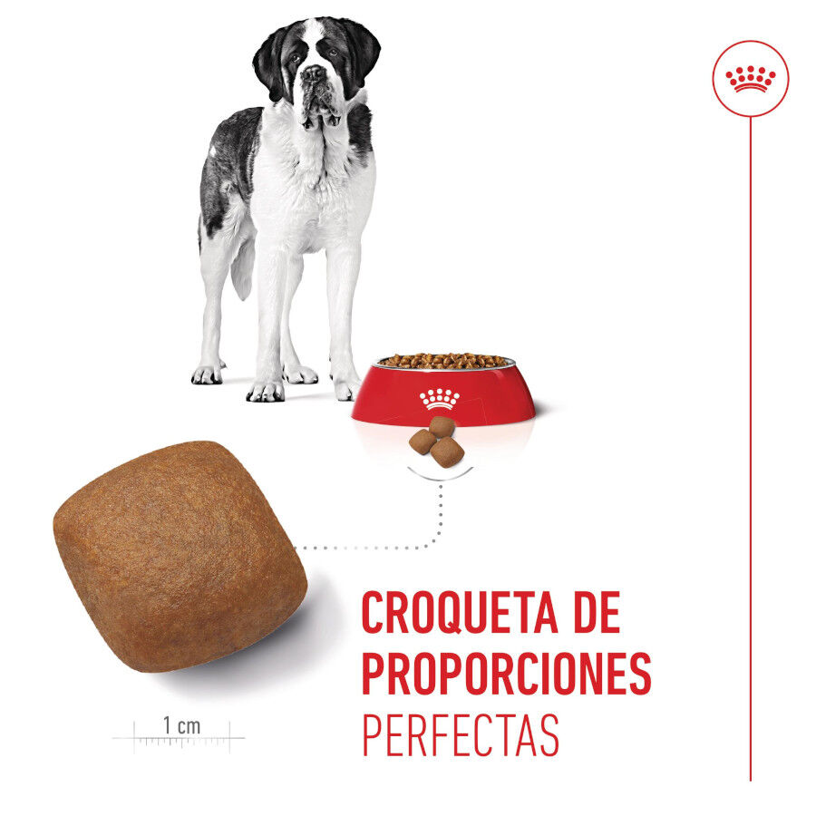 15 kg Royal Canin Junior Giant ra&ccedil;&atilde;o para c&atilde;es, , large Imagem n&uacute;mero 5