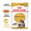 85 g Royal Canin Maine Coon alimento húmido para gatos, , large Indicador imagem número 2