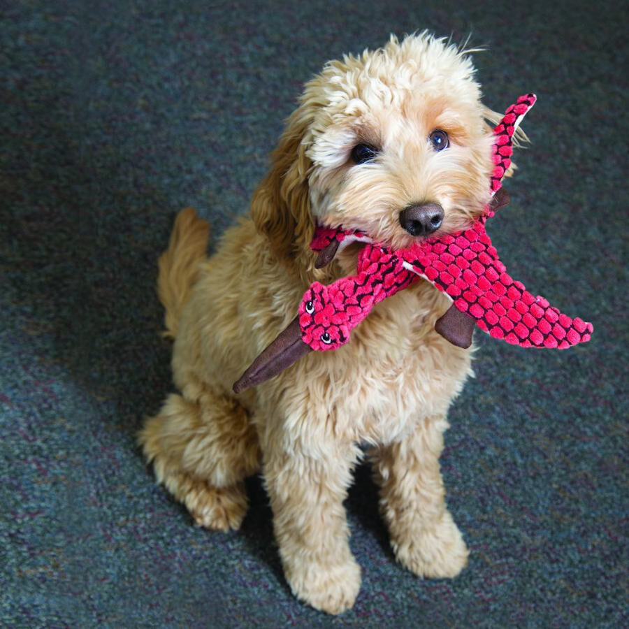 Kong Dynos Triceratops de peluche para c&atilde;es, , large Imagem n&uacute;mero 1