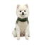 Gotoo Camisola Polar Verde para c&atilde;es, , large Indicador imagem n&uacute;mero 7