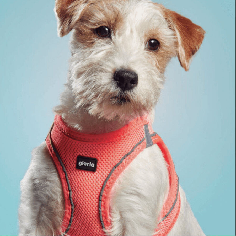 Gloria Air Mesh Trek Star Peitoral Rosa para c&atilde;es, , large Imagem n&uacute;mero 4