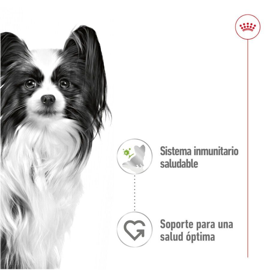 85 g Royal Canin X-Small Adult saquetas com molho para c&atilde;es, , large Imagem n&uacute;mero 4