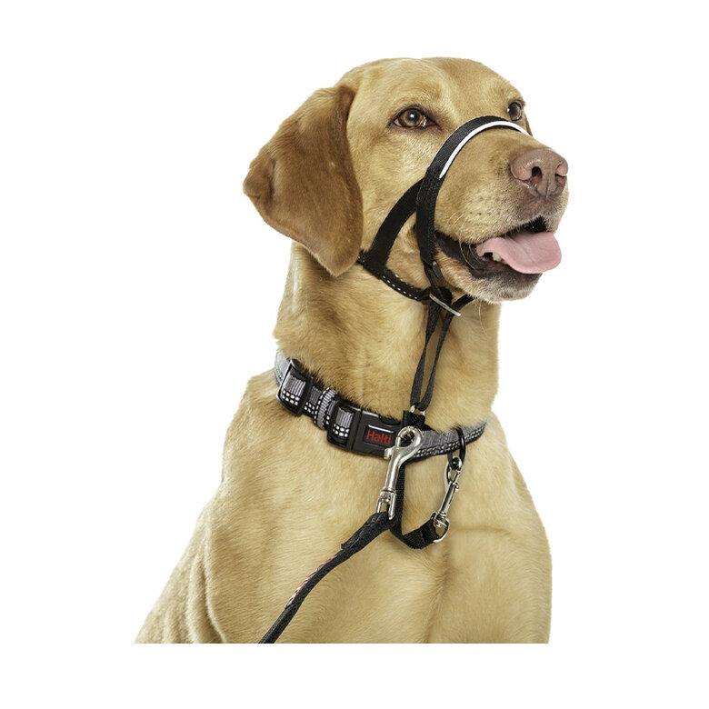 Halti Coleira anti-puxão para cão,  Imagem número 3 Halti Coleira anti-puxão para cão, , large Imagem número 3