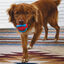 Kong Jaxx Brights Bola com Corda para cães, , large Indicador imagem número 3