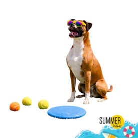 Summer Vibes Frisbee x 3 Balls Kit Bolas e Frisbee para c&atilde;es