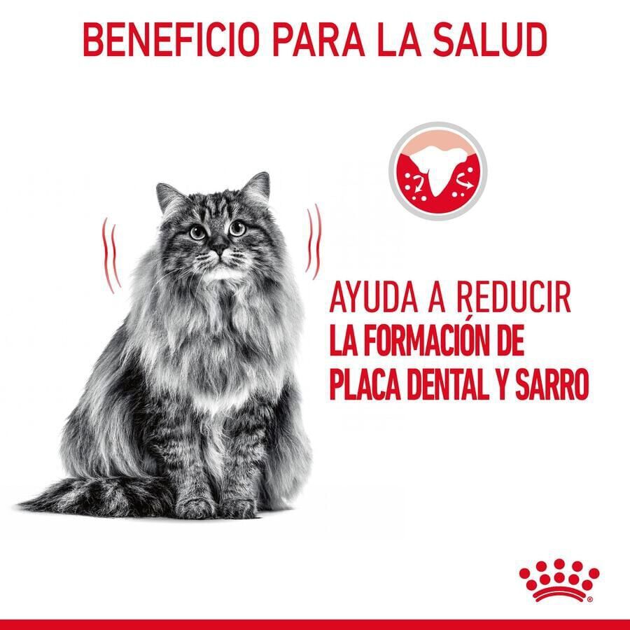 8 kg Royal Canin Adult Oral ra&ccedil;&atilde;o para gatos, , large Imagem n&uacute;mero 4