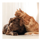 Beaphar Limpador de Olhos para animais de estimação, , large image number null