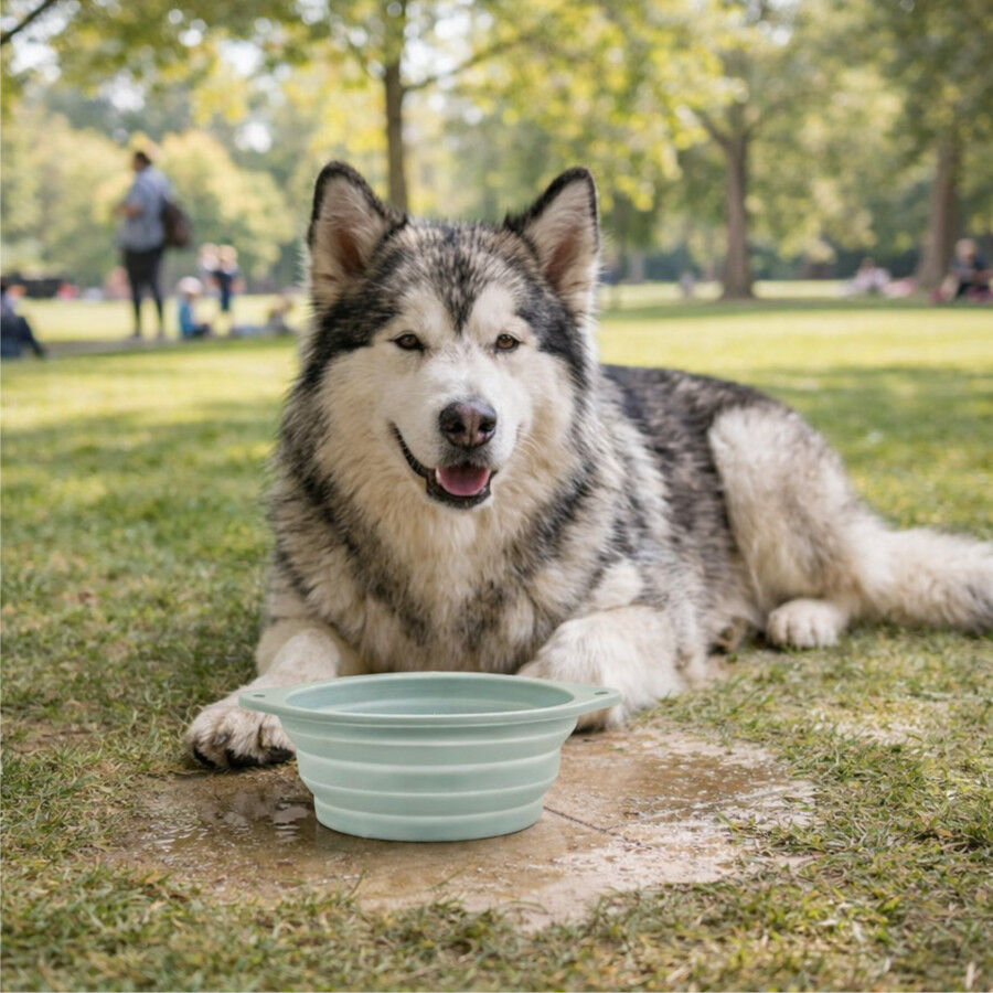 Gotoo Bebedouro Dobr&aacute;vel e Port&aacute;til em Silicone para c&atilde;es e gatos, , large Imagem n&uacute;mero 1