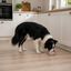 Leeby Comedouro Antiderrapante em A&ccedil;o Inoxid&aacute;vel para C&atilde;es, , large Indicador imagem n&uacute;mero 1