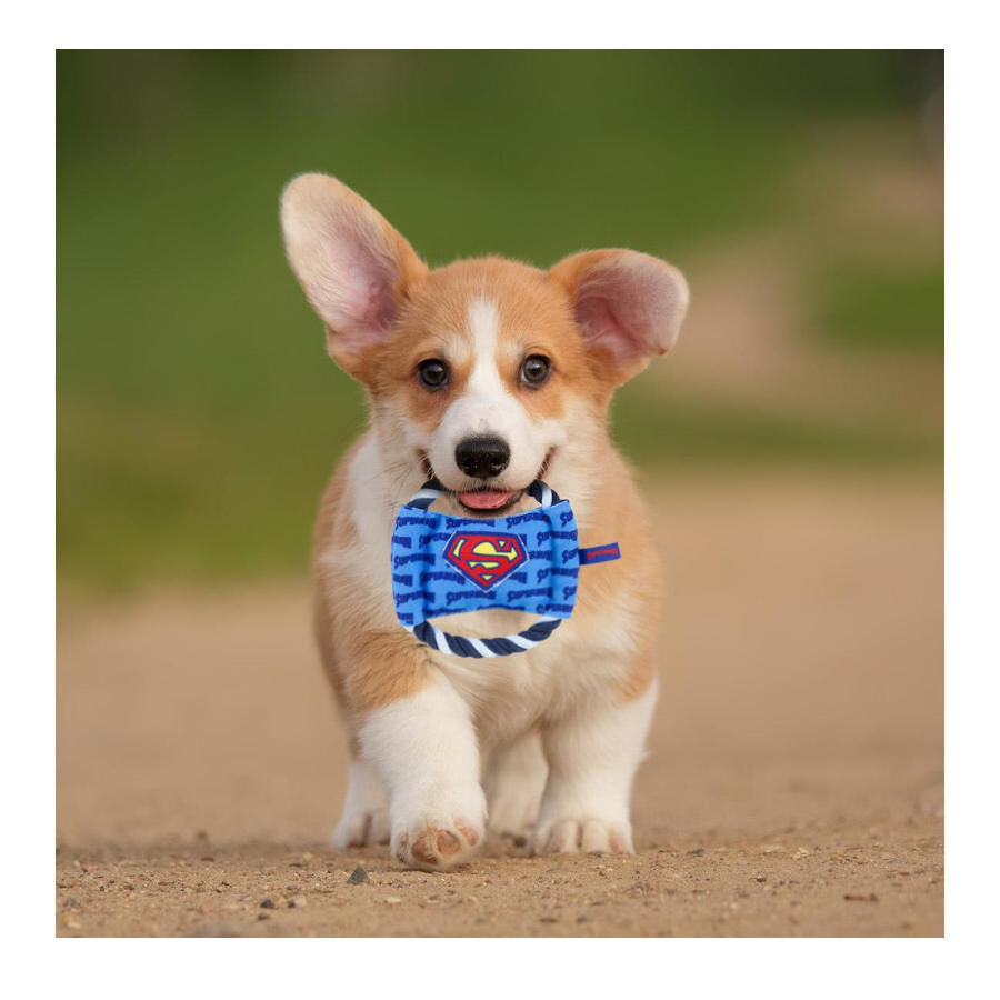 DC Comics Super Man Disco de Corda para c&atilde;es, , large Imagem n&uacute;mero 2