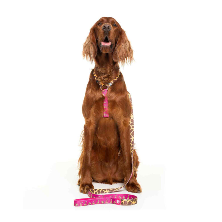 Dukier Savana clássico Peitoral com Estampado de girafa para cães,  Imagem número 2 Dukier Savana clássico Peitoral com Estampado de girafa para cães, , large Imagem número 2