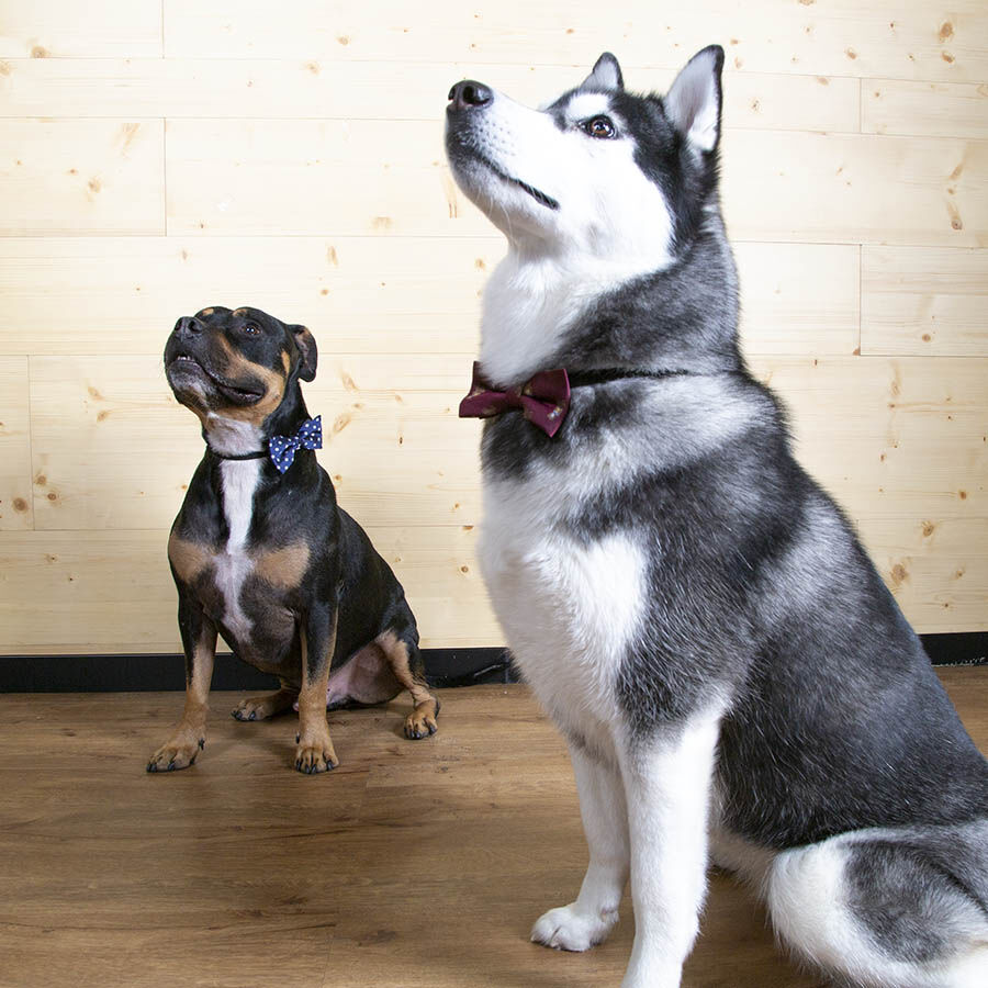 Wonder Christmas Comet La&ccedil;o Azul para c&atilde;es, , large Imagem n&uacute;mero 8