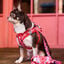 Dukier Trail Arn&ecirc;s body estampado Berry Love para c&atilde;es, , large Indicador imagem n&uacute;mero 2
