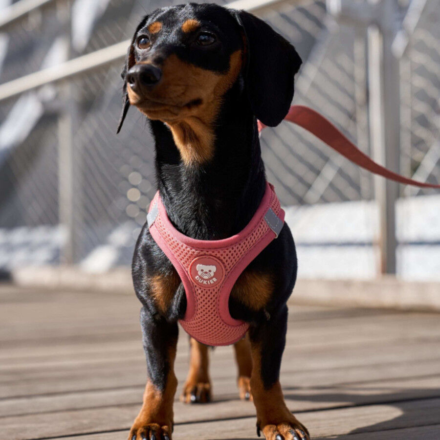 Dukier Arn&ecirc;s Essencial cor terracota para c&atilde;es, , large Imagem n&uacute;mero 2