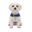 Gotoo Casaco Azul com Bolso para c&atilde;es, , large Indicador imagem n&uacute;mero 7