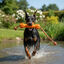 All For Paws Wow Play Brinquedo Stick flutuante para c&atilde;es, , large Indicador imagem n&uacute;mero 1