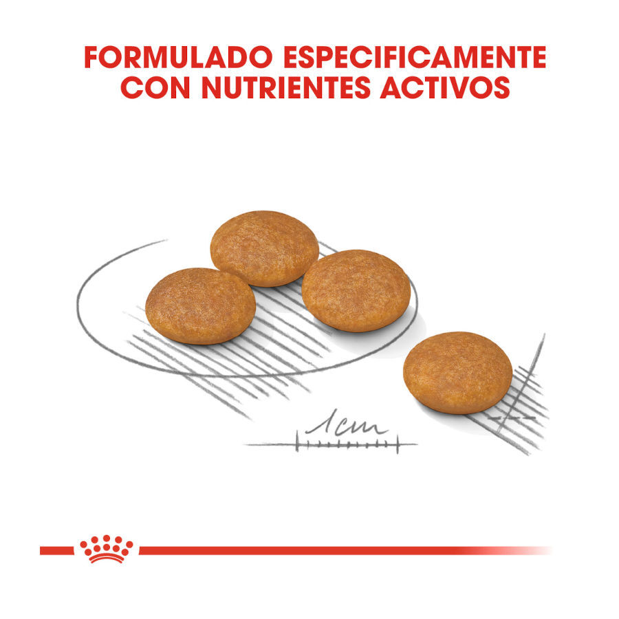 Royal Canin Dermacomfort Mini ra&ccedil;&atilde;o para c&atilde;es, , large Imagem n&uacute;mero 4