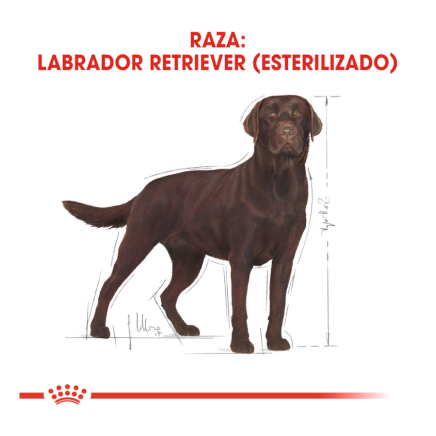 12 kg Royal Canin Adult Labrador Sterilised ra&ccedil;&atilde;o para c&atilde;es, , large Imagem n&uacute;mero 4