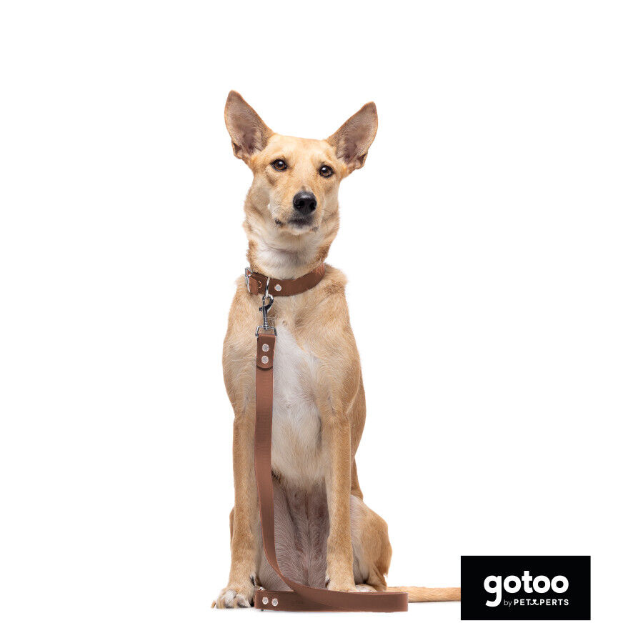 Gotoo Coleira vegan castanho para c&atilde;es, , large Imagem n&uacute;mero 7