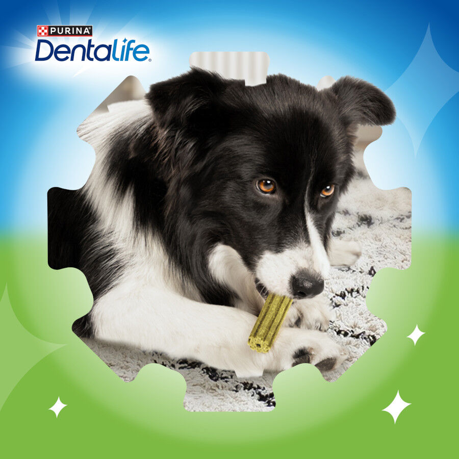 5 sticks Dentalife Snacks Dent&aacute;rios Medium ActivFresh para c&atilde;es , , large Imagem n&uacute;mero 7