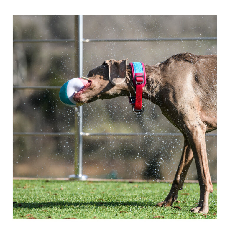 Freedog Cool Pro Tech Coleira Desportiva Fúscia para cães,  Imagem número 10 Freedog Cool Pro Tech Coleira Desportiva Fúscia para cães, , large Imagem número 10