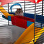 Gaiola Ferplast Circus para hamster, , large Indicador imagem número 3