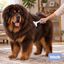 Bloob Escova Removedora de subpelo para c&atilde;es, , large Indicador imagem n&uacute;mero 2