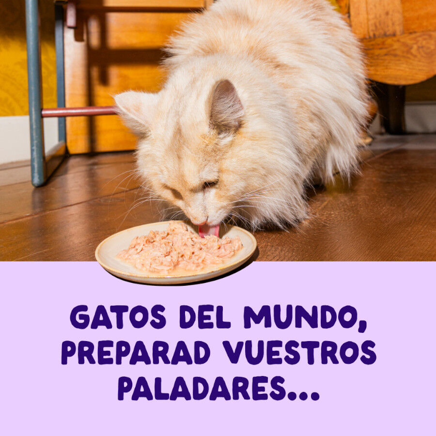 70 g Edgard & Cooper Filetes de Salm&oacute;n y At&uacute;n Lata para gatos, , large Imagem n&uacute;mero 2
