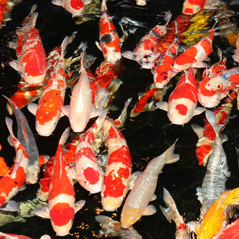 JBL ProPond Flakes Comida para peixe ,  Imagem número 4 JBL ProPond Flakes Comida para peixe , , large Imagem número 4